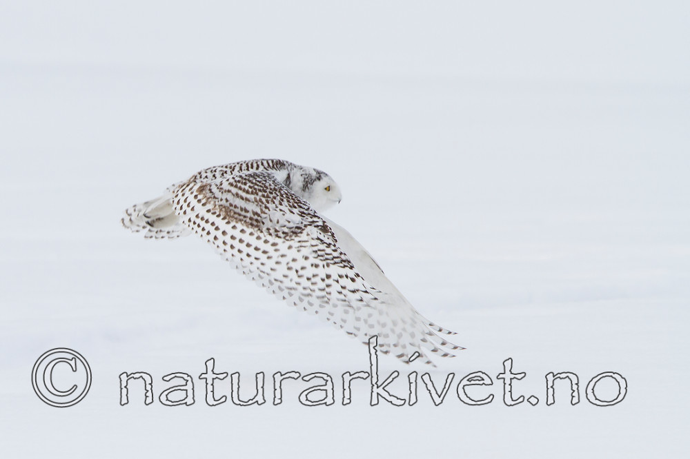 KA_120325_0923 / Bubo scandiacus / Snøugle
