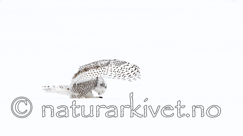 KA_120325_0938 / Bubo scandiacus / Snøugle