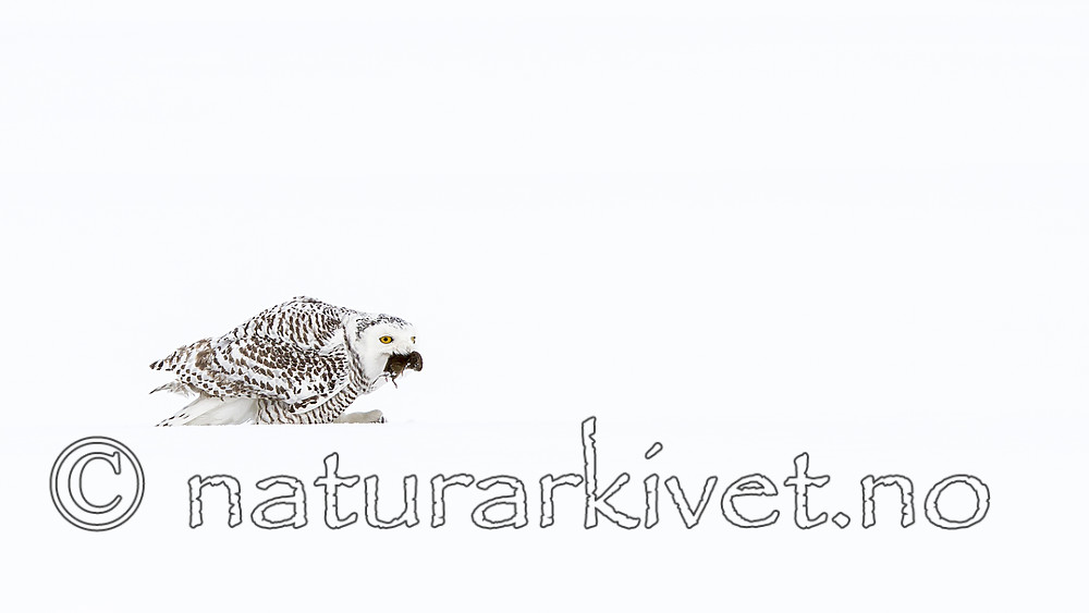 KA_120325_0942 / Bubo scandiacus / Snøugle