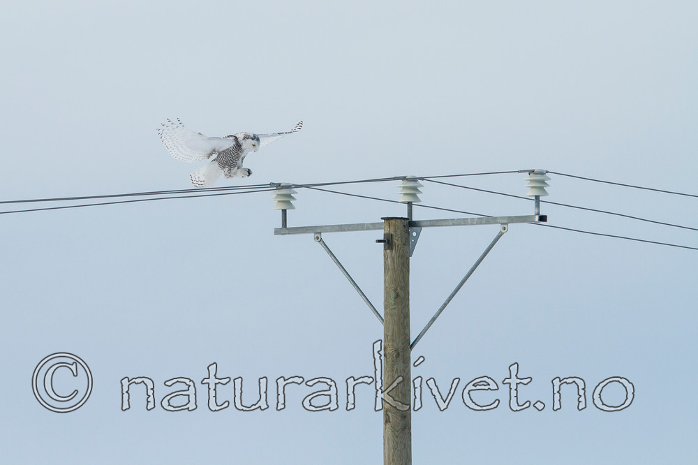 KA_120325_0947 / Bubo scandiacus / Snøugle