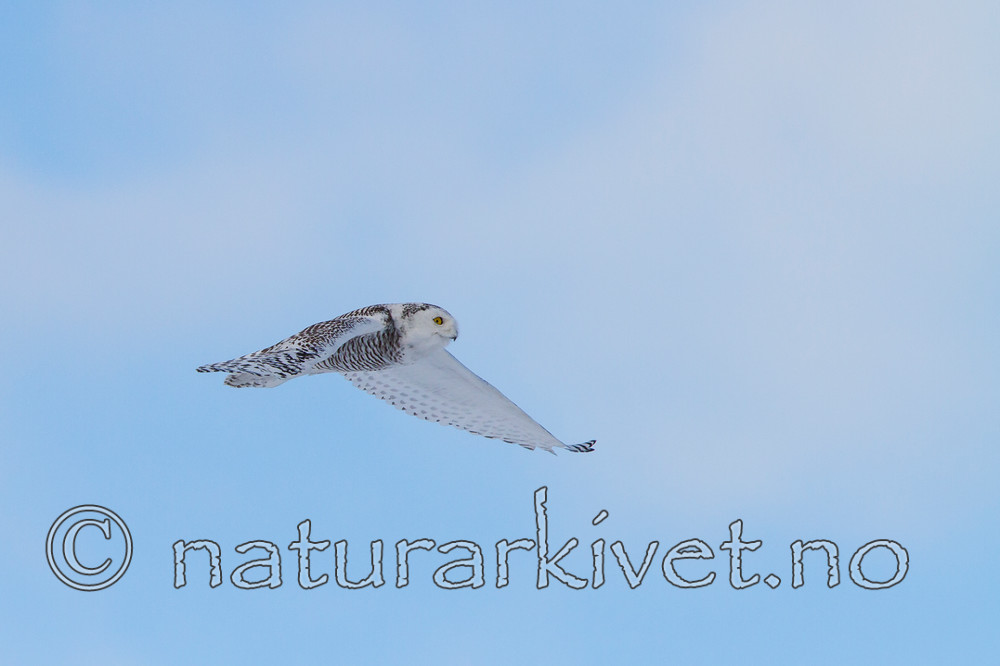 KA_120325_0968 / Bubo scandiacus / Snøugle