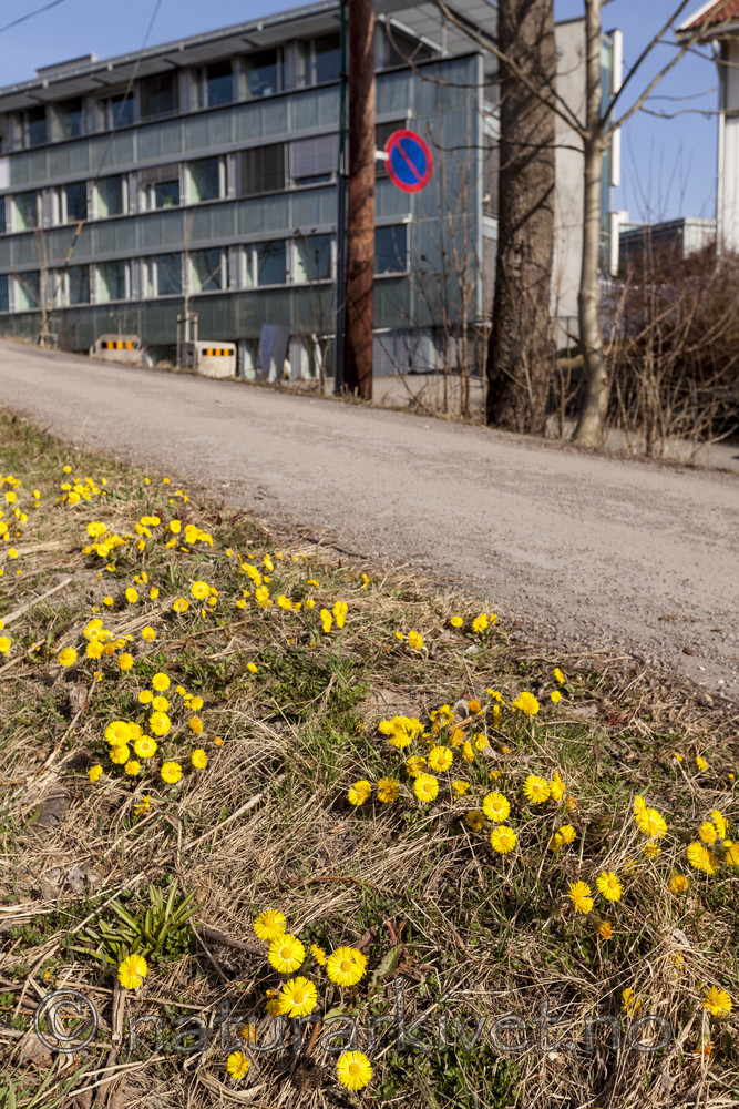 KA_120327_3755 / Tussilago farfara / Hestehov