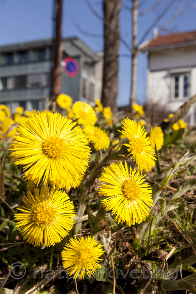 KA_120327_3756 / Tussilago farfara / Hestehov