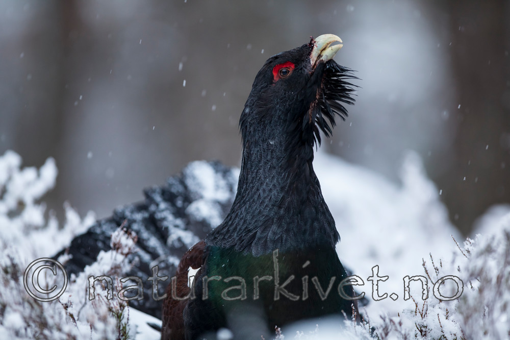 KA_120421_4834 / Tetrao urogallus / Storfugl