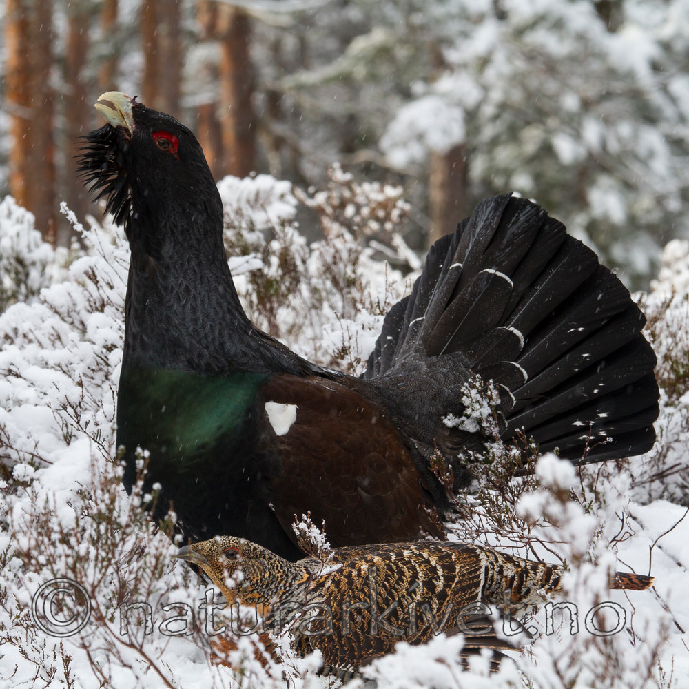 KA_120421_4888 / Tetrao urogallus / Storfugl