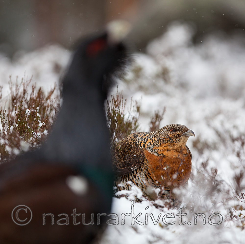 KA_120421_4901 / Tetrao urogallus / Storfugl