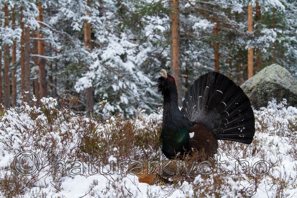 KA_120421_4908 / Tetrao urogallus / Storfugl