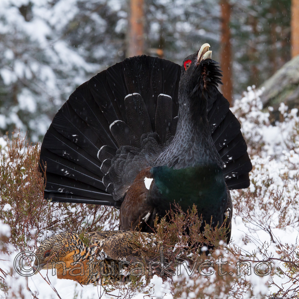 KA_120421_4910 / Tetrao urogallus / Storfugl