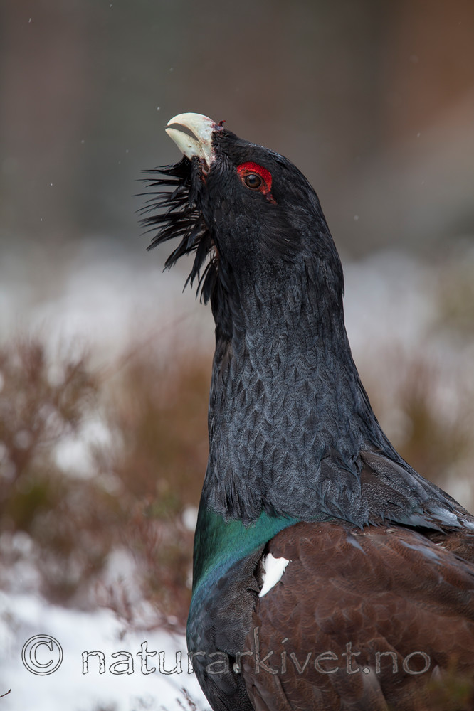 KA_120421_4918 / Tetrao urogallus / Storfugl