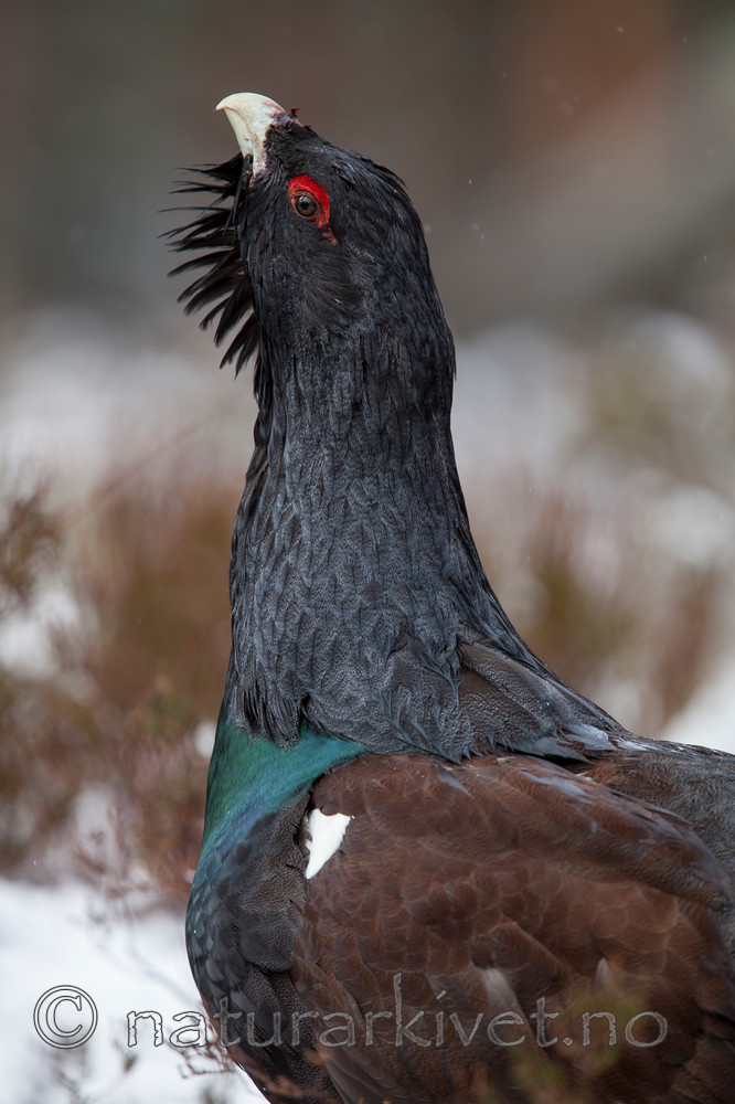 KA_120421_4921 / Tetrao urogallus / Storfugl