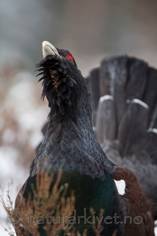 KA_120421_4923 / Tetrao urogallus / Storfugl