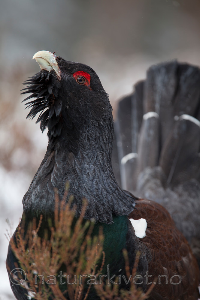 KA_120421_4924 / Tetrao urogallus / Storfugl