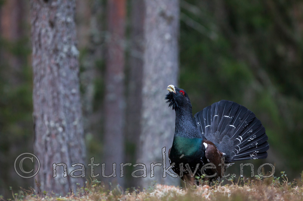 KA_120422_4968 / Tetrao urogallus / Storfugl