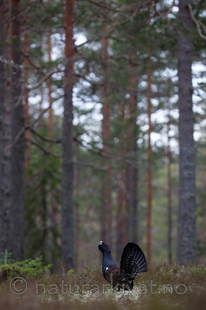 KA_120422_4981 / Tetrao urogallus / Storfugl