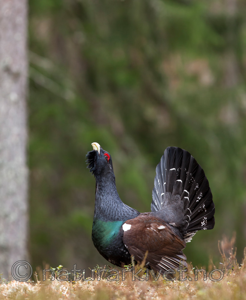 KA_120422_4987 / Tetrao urogallus / Storfugl