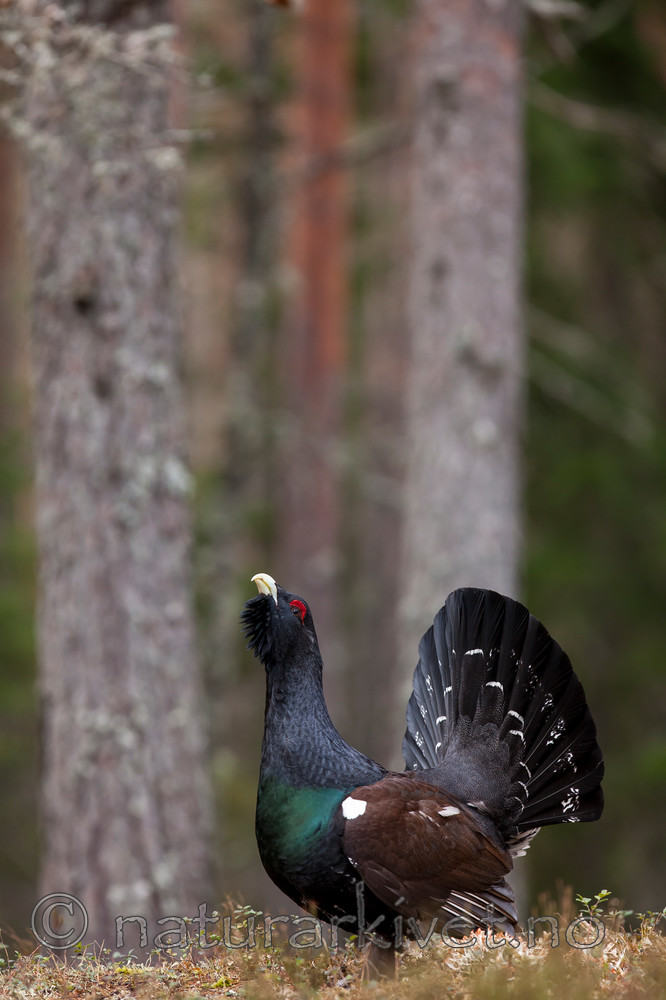 KA_120422_4991 / Tetrao urogallus / Storfugl