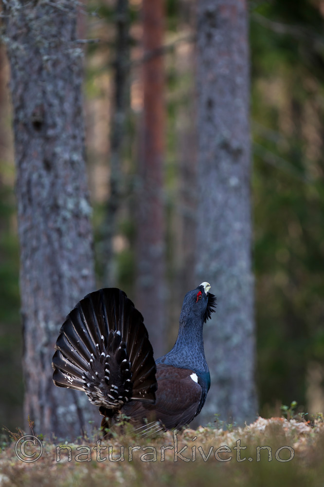 KA_120422_5000 / Tetrao urogallus / Storfugl