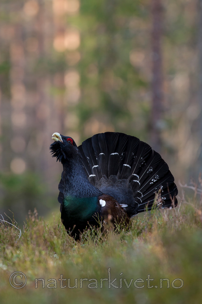 KA_120422_5004 / Tetrao urogallus / Storfugl