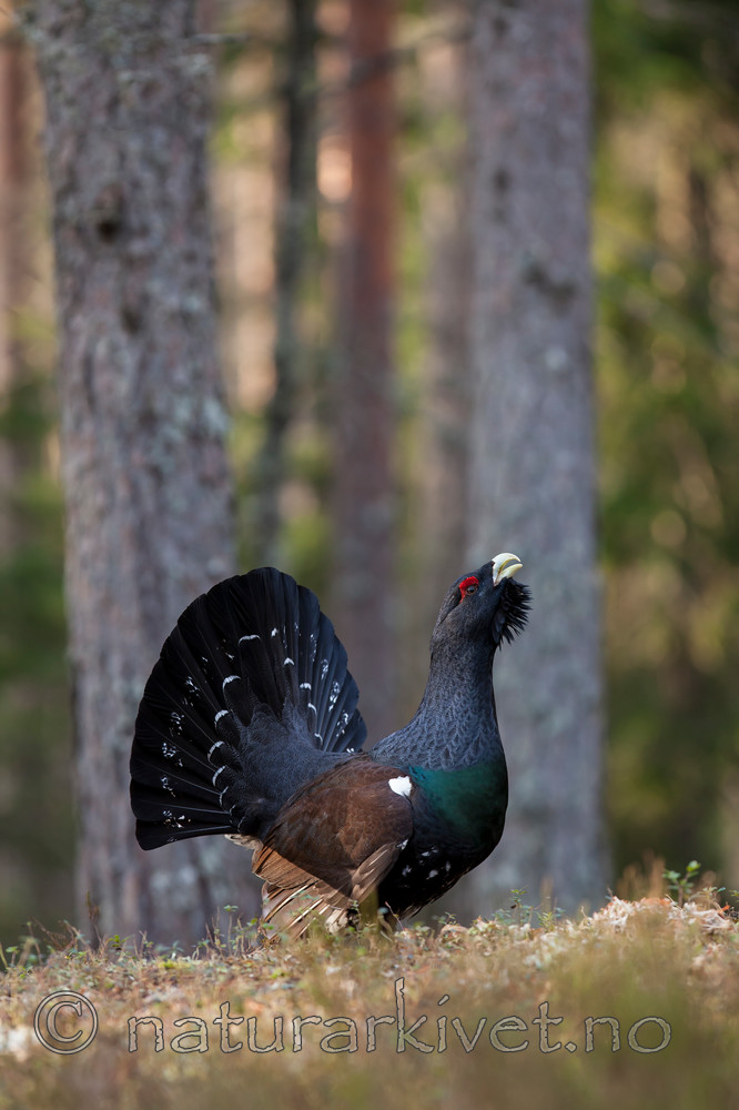 KA_120422_5008 / Tetrao urogallus / Storfugl