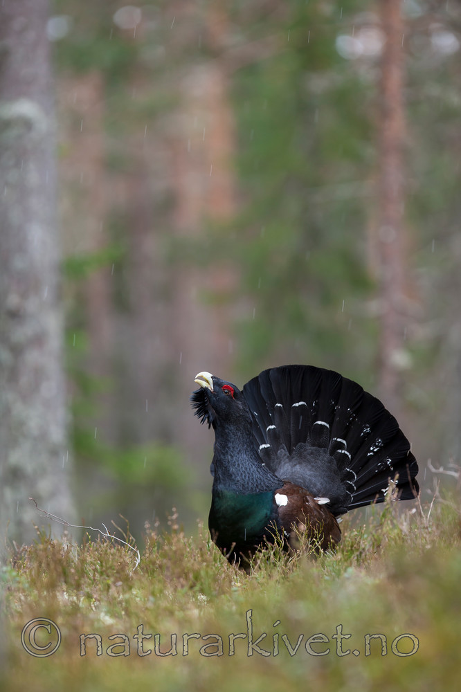 KA_120422_5015 / Tetrao urogallus / Storfugl