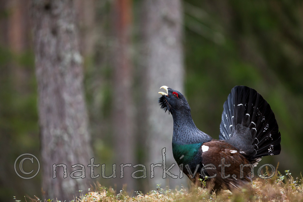 KA_120422_5022 / Tetrao urogallus / Storfugl