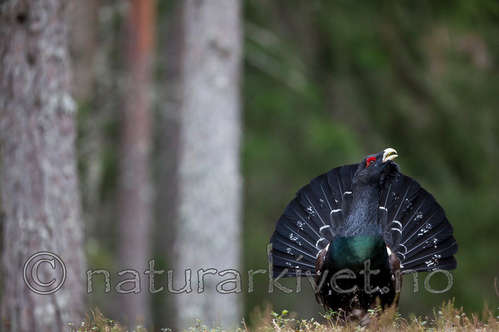 KA_120422_5025 / Tetrao urogallus / Storfugl