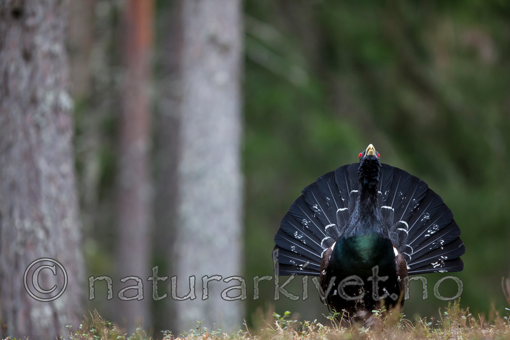 KA_120422_5026 / Tetrao urogallus / Storfugl