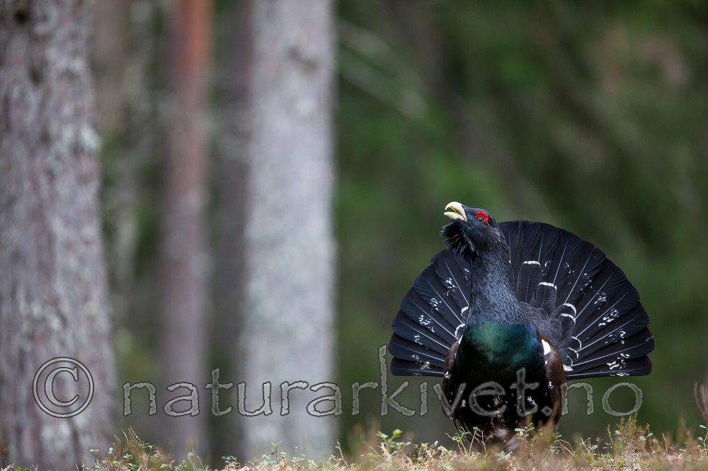 KA_120422_5027 / Tetrao urogallus / Storfugl