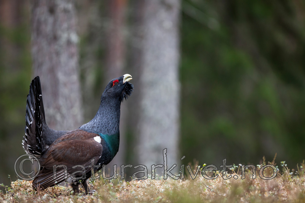 KA_120422_5029 / Tetrao urogallus / Storfugl