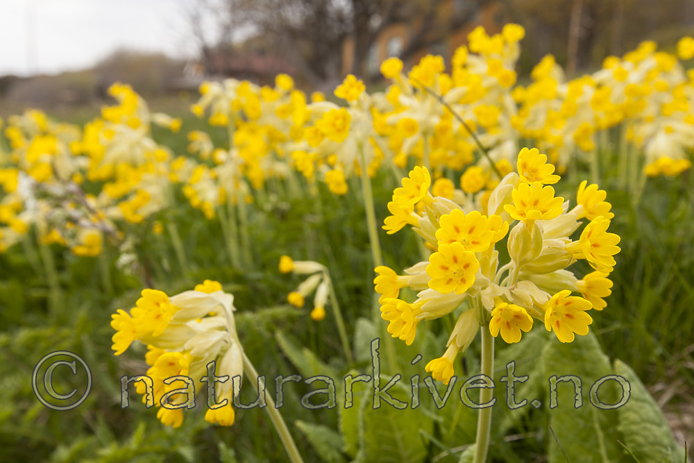 KA_120508_2482 / Primula veris / Marianøkleblom