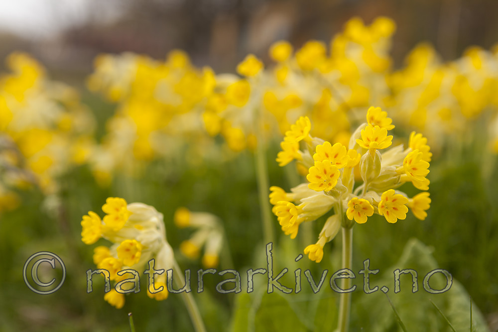 KA_120508_2483 / Primula veris / Marianøkleblom