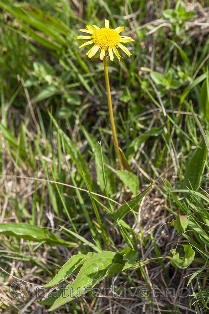 KA_120522_5220 / Scorzonera humilis / Griseblad