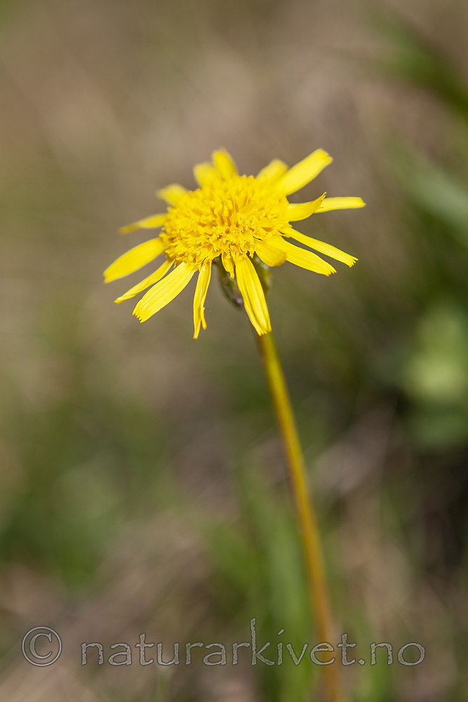 KA_120522_5222 / Scorzonera humilis / Griseblad