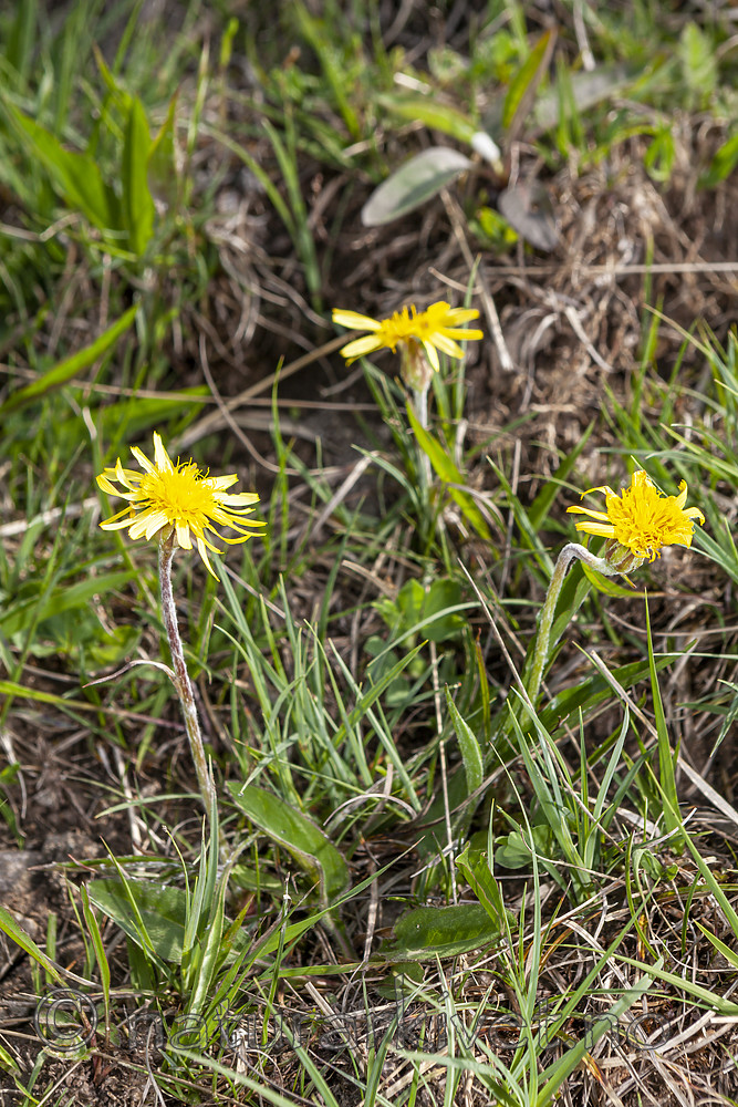 KA_120522_5224 / Scorzonera humilis / Griseblad