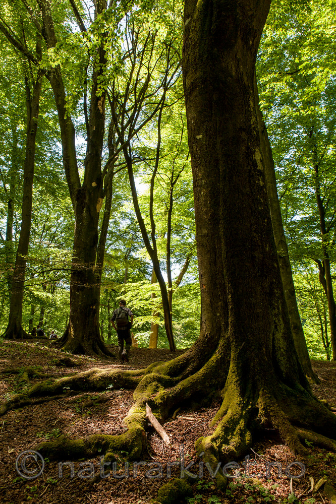 KA_120524_5361 / Fagus sylvatica / Bøk