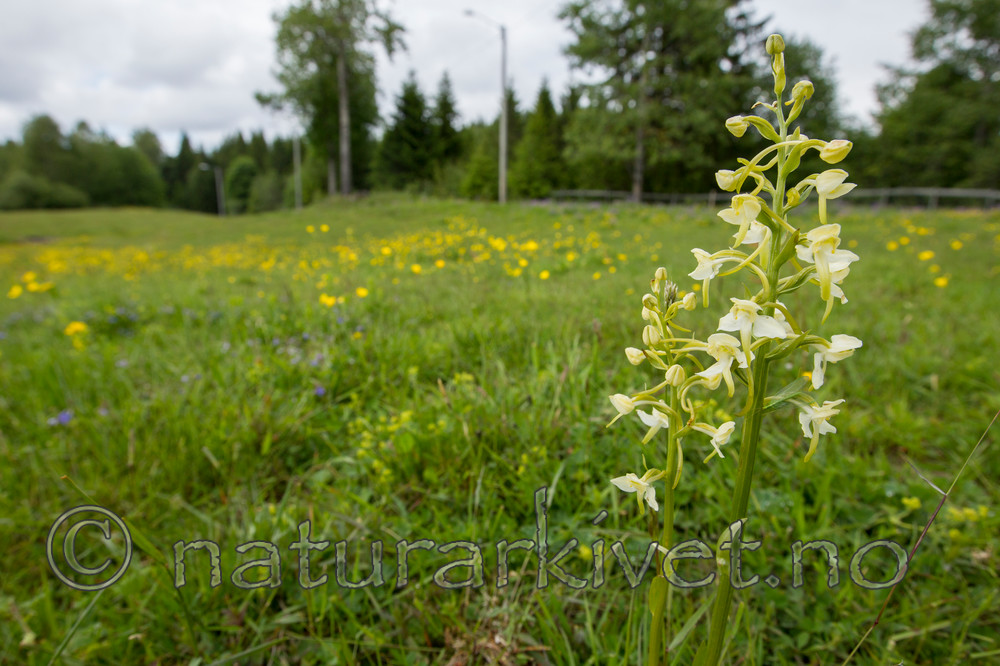 KA_120614_2591 / Platanthera montana / Grov nattfiol