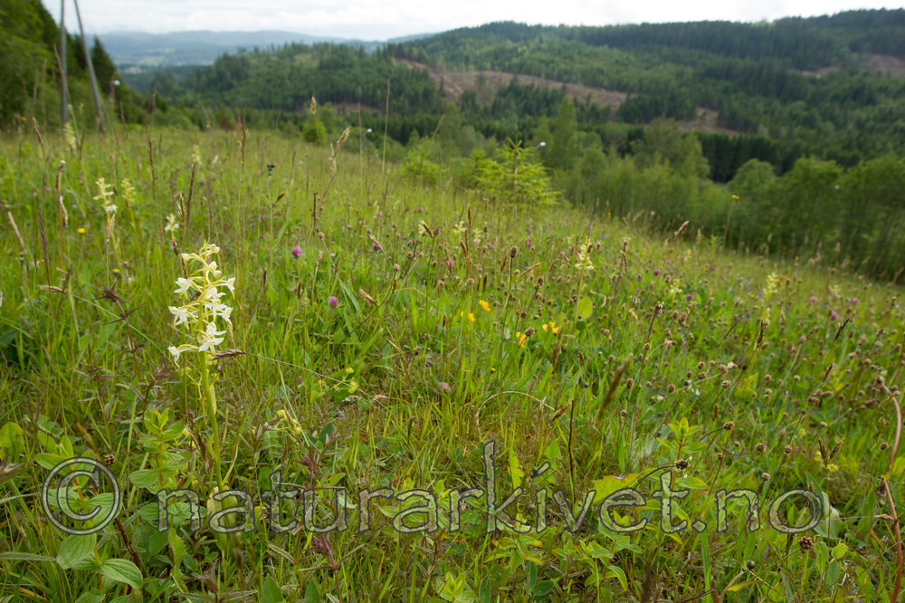 KA_120614_2597 / Platanthera montana / Grov nattfiol