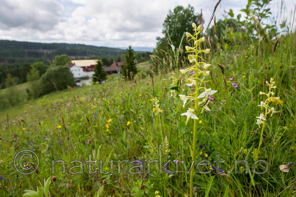 KA_120614_2601 / Platanthera montana / Grov nattfiol