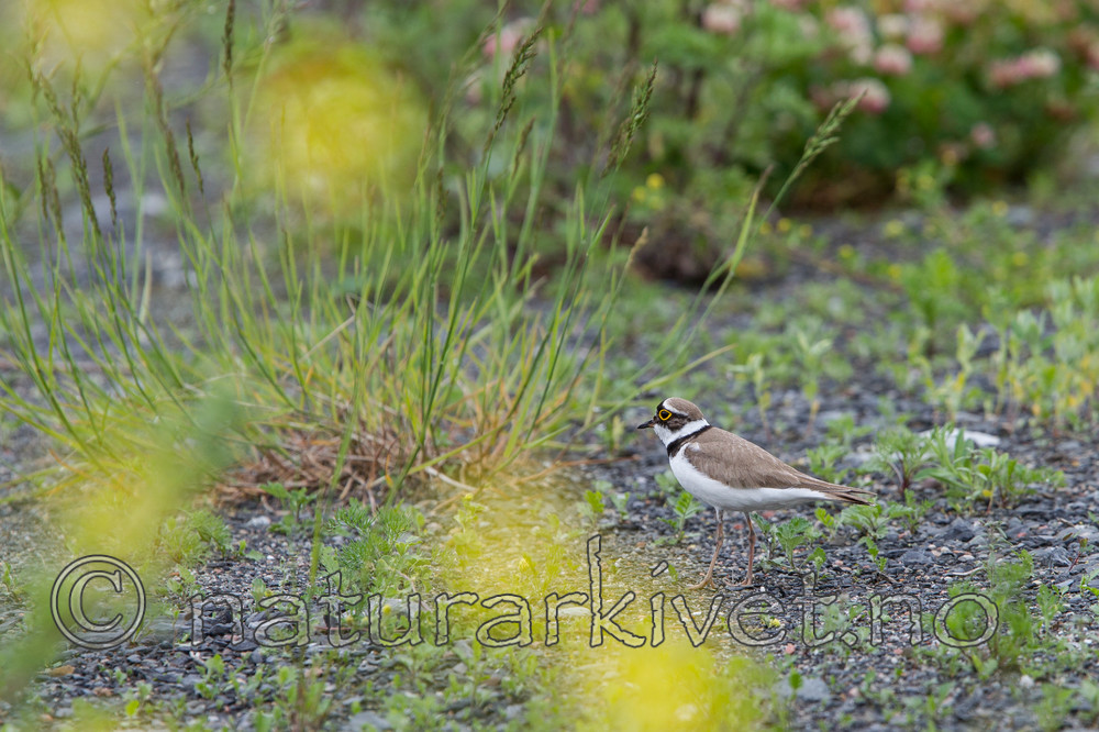 KA_120615_2828 / Charadrius dubius / Dverglo
