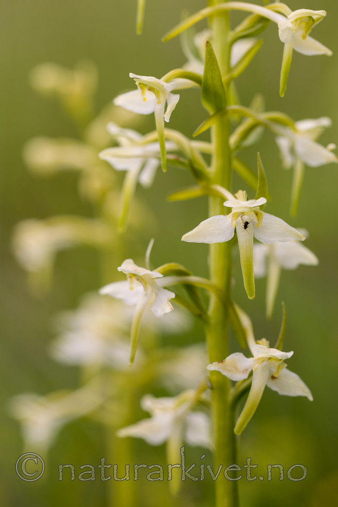 KA_120617_2838 / Platanthera montana / Grov nattfiol