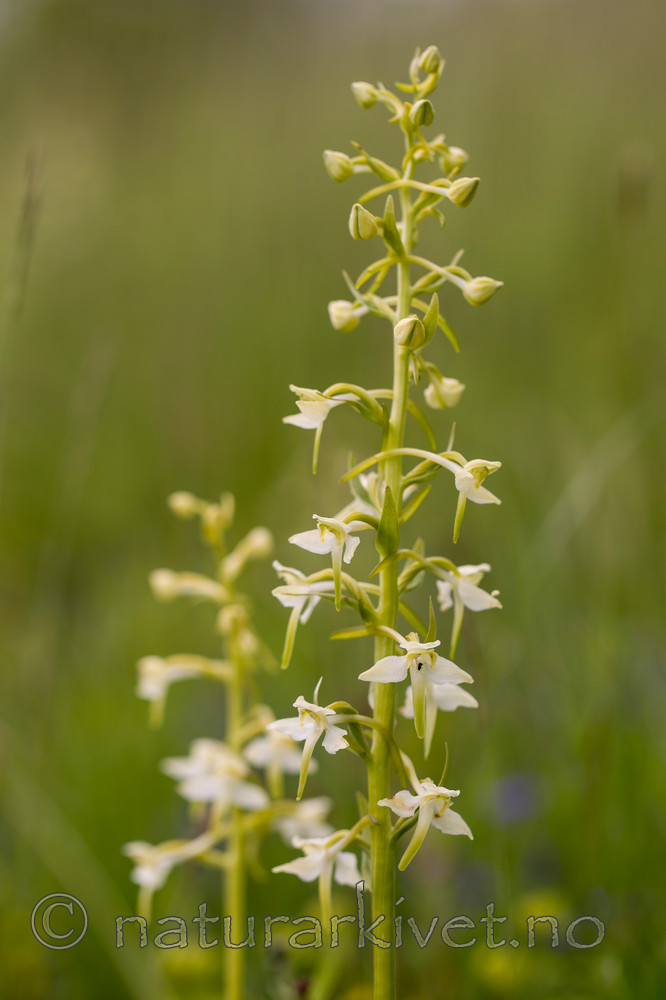 KA_120617_2840 / Platanthera montana / Grov nattfiol