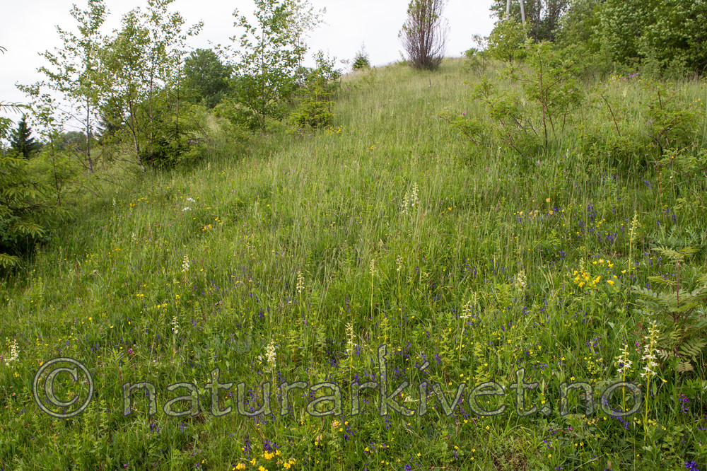 KA_120617_2843 / Platanthera montana / Grov nattfiol