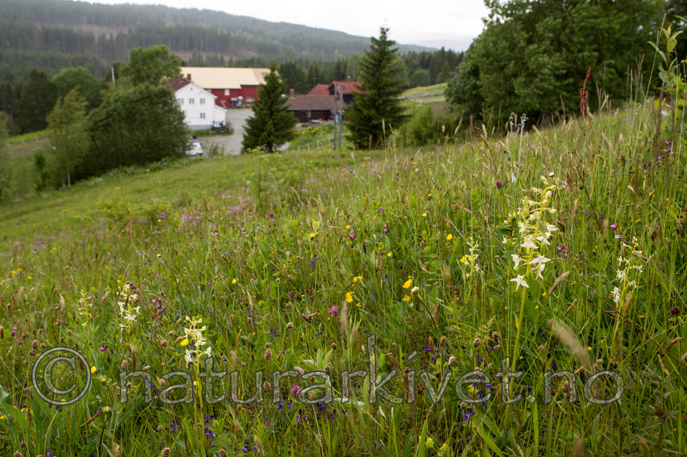 KA_120617_2844 / Platanthera montana / Grov nattfiol