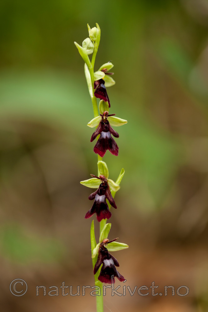 KA_120617_4798 / Ophrys insectifera / Flueblom