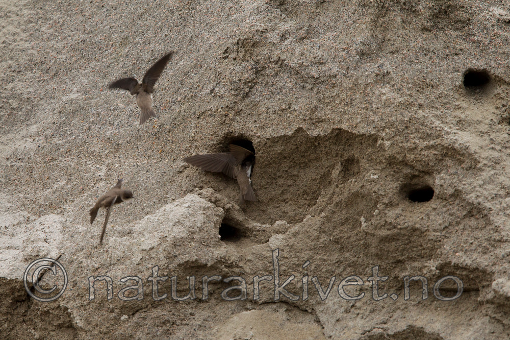 KA_120620_2225 / Riparia riparia / Sandsvale