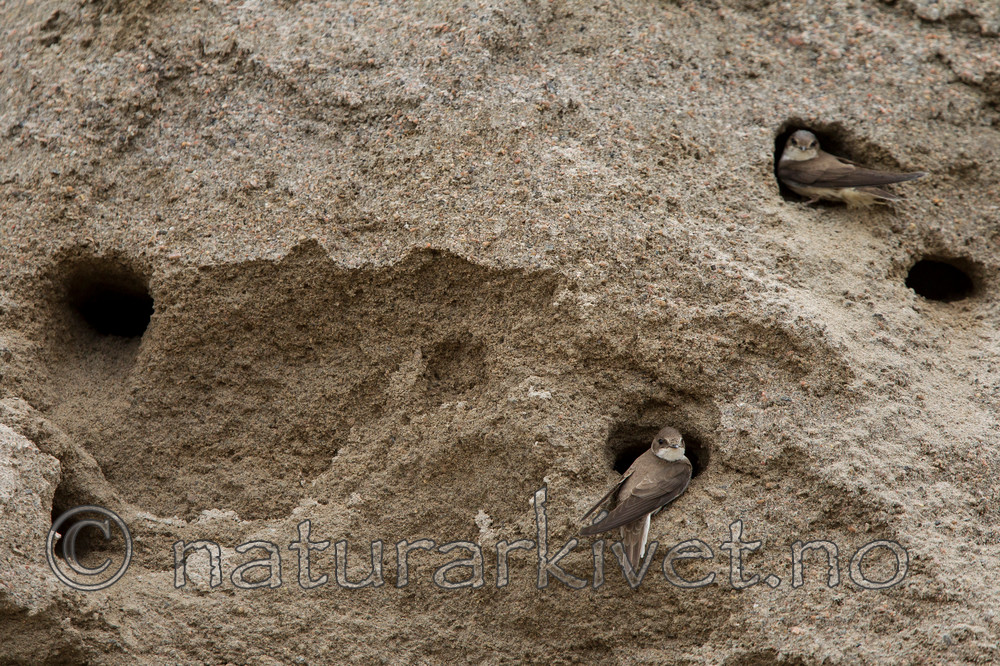 KA_120620_2242 / Riparia riparia / Sandsvale