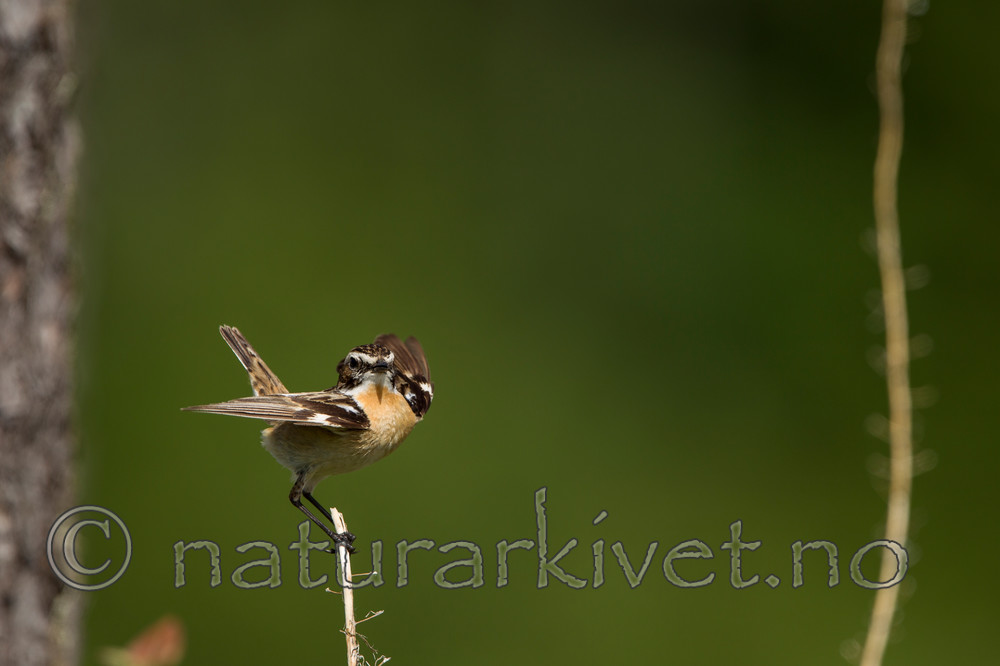 KA_120621_2320 / Saxicola rubetra / Buskskvett