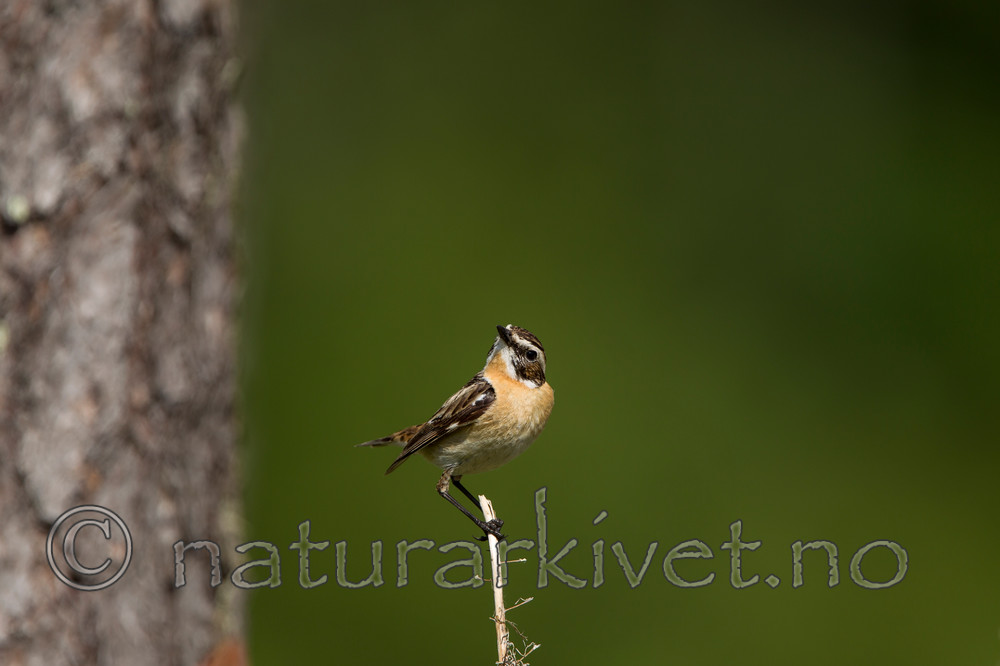 KA_120621_2321 / Saxicola rubetra / Buskskvett