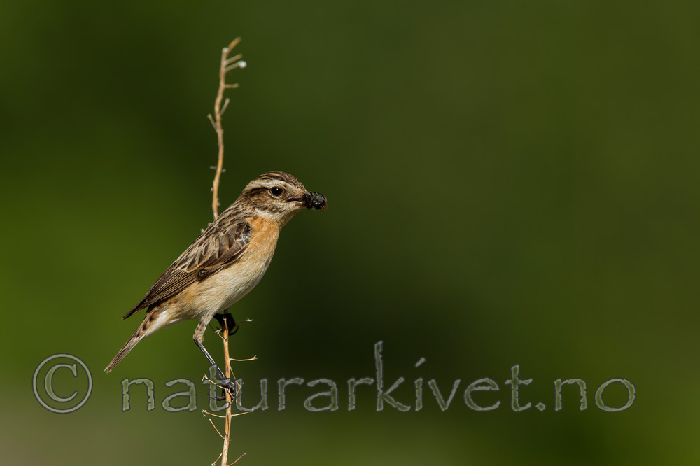 KA_120621_2334 / Saxicola rubetra / Buskskvett