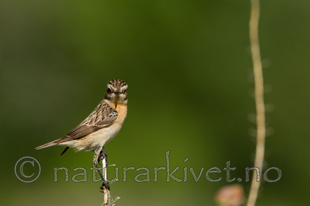 KA_120621_2339 / Saxicola rubetra / Buskskvett